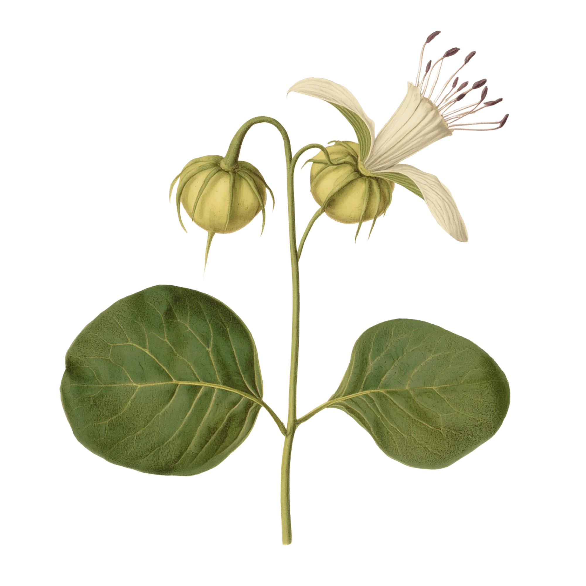 Botanical plate of a caper in flower