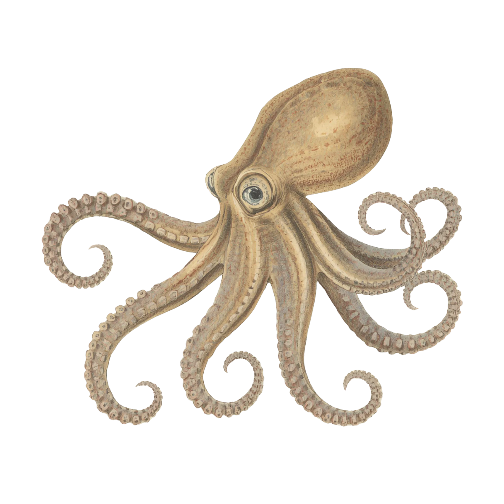 Plate of an octopus, drawn in the manner of a naturalist